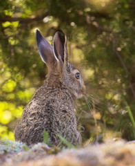 European hare (Lepus europaeus), also known as the brown hare.