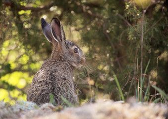 Naklejka na ściany i meble European hare (Lepus europaeus), also known as the brown hare.