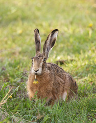Hare eats on flower.
