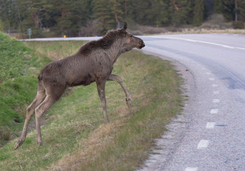 Moose calf crossing a road