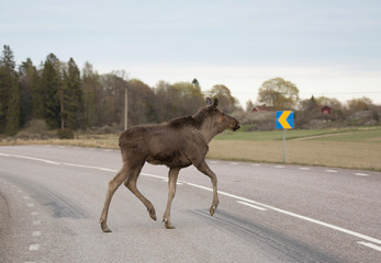 Moose calf crossing a road