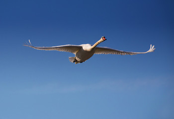 Mute swan (Cygnus olor) adult.