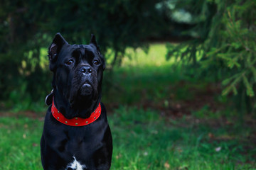 dog breed cane corso italiano