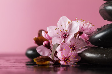 Beautiful pink Spa Flowers on Spa Hot Stones on Water Wet Background. Side Composition. Copy Space. Spa Concept. Bright Pink Background.