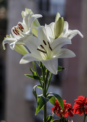 Madonna Lilly flower, Stargazer lilly, white Lilly flower