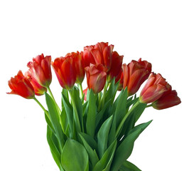 Fototapeta premium Tulips bouquet isolated on white