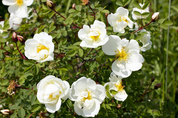 Wild white roses bush