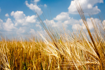 Field of golden wheat and cloudy sky