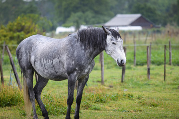 Naklejka na ściany i meble Grey horse of Camargue