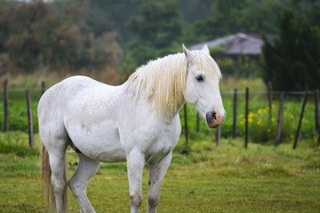 Obraz na płótnie Canvas White horse of Camargue
