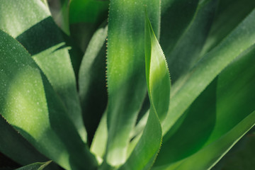 Fototapeta na wymiar Close-up of agave plant