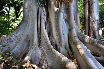 Wurzelgeflecht einer Würgefeige