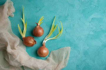 Sprouted onions on turquoise background.
