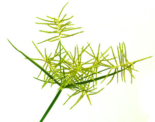 Green leaves of grass isolated on a white background.