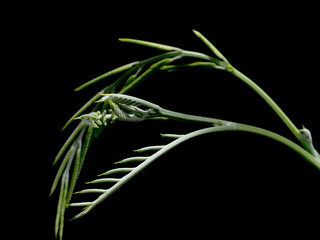 Green leaves and flowers of Horse tamarind tree,Leucaena tree on black background