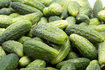 a lot of young cucumbers as background