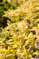 Garden with the Oregano ( Origanum vulgare )