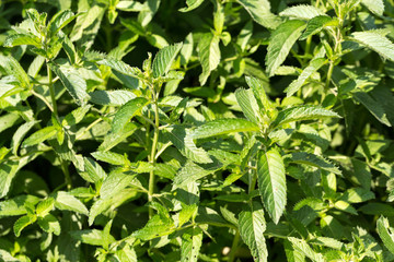 Fototapeta na wymiar mint plant grown at vegetable garden