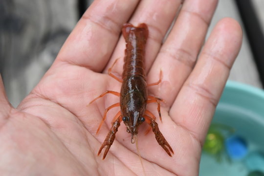 アメリカザリガニ