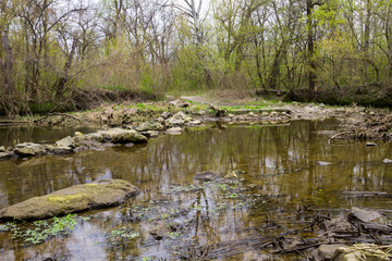 River in forest on spring