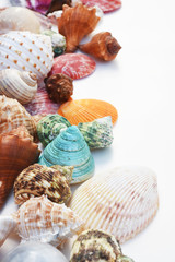 Shells isolated on white background
