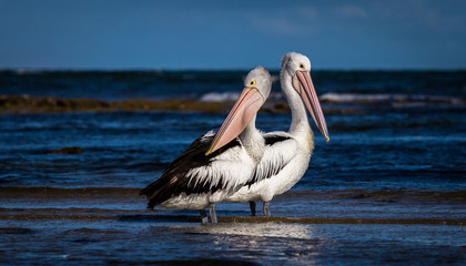 2 pelicans on a beach looking in different directions