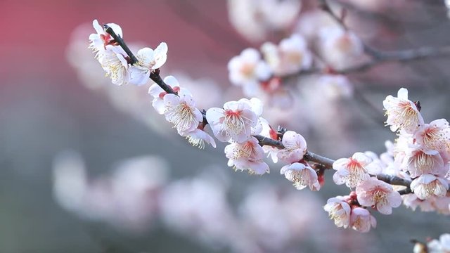 枝先に咲く可憐な梅の花