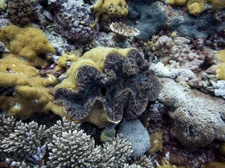 Clams shell on a coral reef in Australia