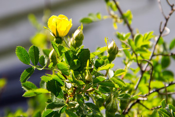 Yellow rose bud on a bush in garden