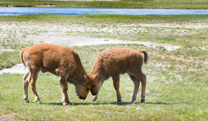 Two young bison head butting each other in a grassy field with a stream in the background. The...