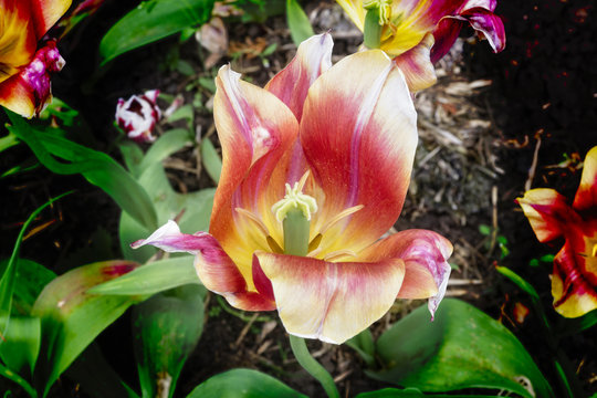Close-up of a yellow, red and white tulip with open petals growing in a garden
