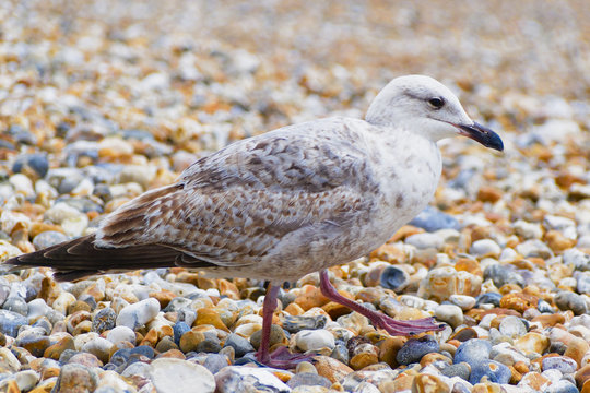 Close up of an immature Herring Gull walking on a shingle beach.