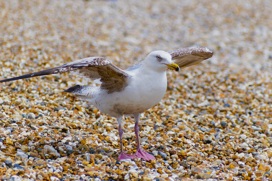 Closeup of a young Herring Gull on a shingle beach preparing for flight.