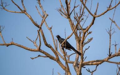 Asian Koel
