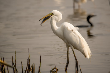 Great Fisher