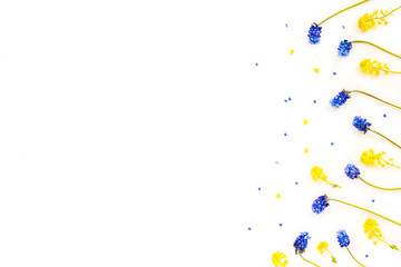 Spring flowers. Card with blue muscari and yellow flowers on white background. Flat lay, top view, mock up