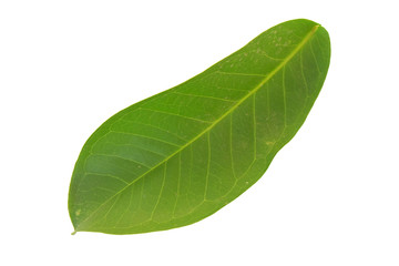 Obraz premium Leaf of rose apple tree on white background