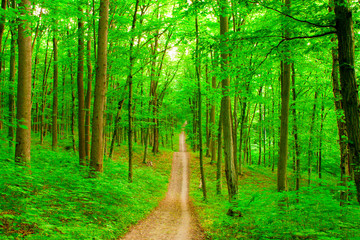 Nature green trees with road in forest in spring