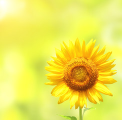 Sunflower on blurred sunny background