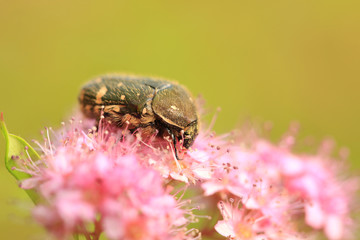 Oxycetonia jucunda