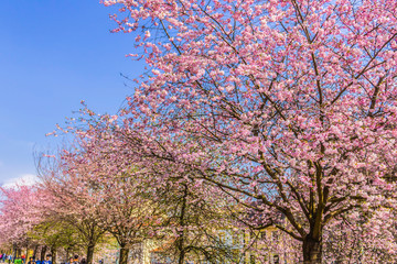 The cherry blossoms on the streets of Prague in early spring. The Old town district. Prague , Czech Republic.