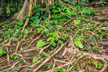 Root of the pho.