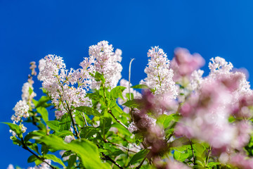 Inflorescence of pink lilac against the blue sky