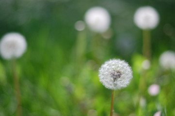 Green lawn with dandelions