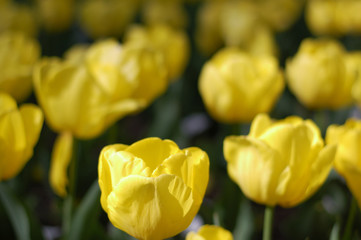 Yellow tulips