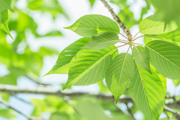 Obraz premium 新緑