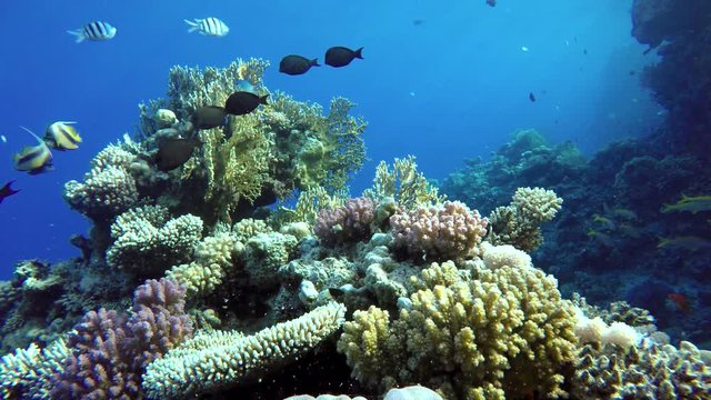 
Ocean, Tropical fish and coral reef. Underwater life in the ocean. Colorful corals and fish.