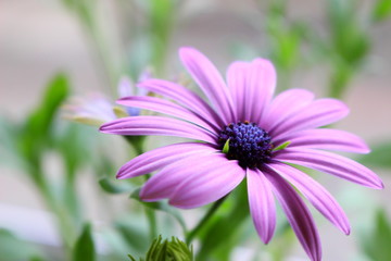 Fototapeta premium オステオスペルマム