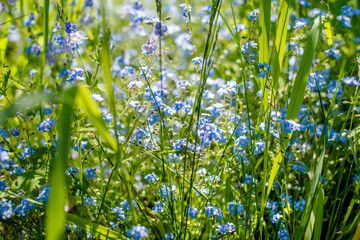 Flowers forget-me-nots grow on a forest glade
