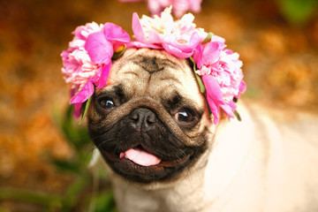A happy pug puppy dog in the colors of peonies. Pug at a party at a picnic